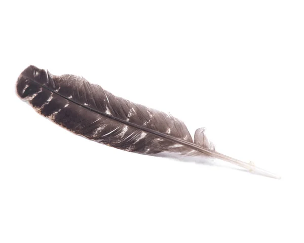 Τουρκία μουτζούρες φτερό — Φωτογραφία Αρχείου