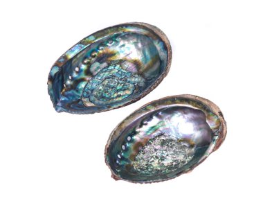 Parlak parlak gökkuşağı abalone kabuk