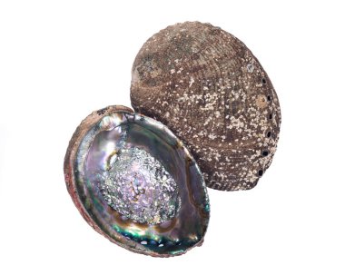 Parlak parlak gökkuşağı abalone kabuk