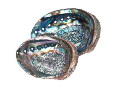 Parlak parlak gökkuşağı abalone kabuk