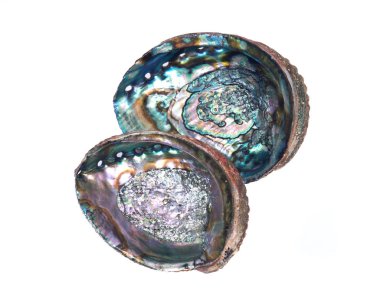 Parlak parlak gökkuşağı abalone kabuk