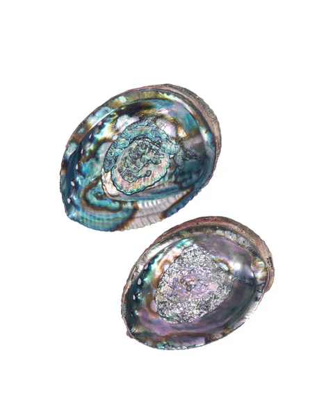 Jasne polerowane rainbow abalone shell — Zdjęcie stockowe