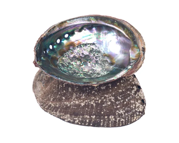 Brilhante escudo abalone arco-íris polido — Fotografia de Stock