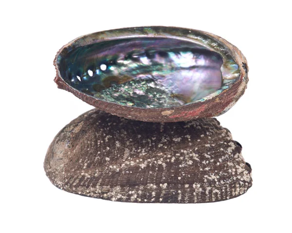 Brilhante escudo abalone arco-íris polido — Fotografia de Stock