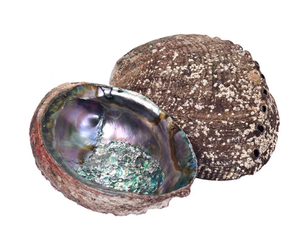 Bright gepolijst regenboog abalone schelp — Stockfoto