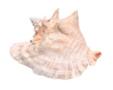 Büyük pembe Kraliçe kabuklu deniz kabuğu
