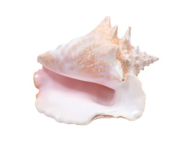 Büyük pembe Kraliçe kabuklu deniz kabuğu