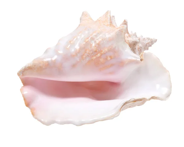 Stora rosa queen conch seashell — Stockfoto