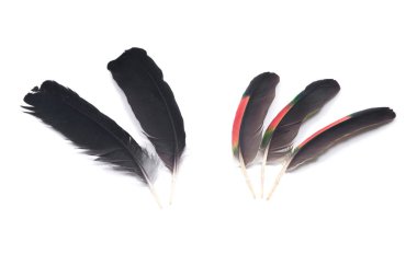 Tüyler siyah kuzgun ve amazon papağan