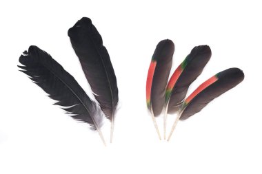 Tüyler siyah kuzgun ve amazon papağan