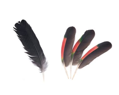 Tüyler siyah kuzgun ve amazon papağan