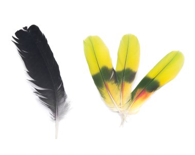 Tüyler siyah kuzgun ve amazon papağan