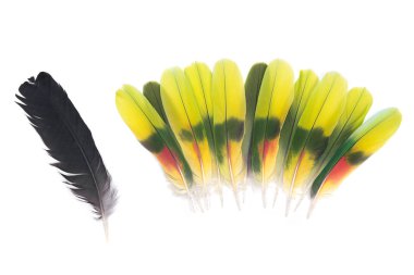 Tüyler siyah kuzgun ve amazon papağan