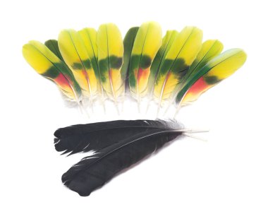 Tüyler siyah kuzgun ve amazon papağan