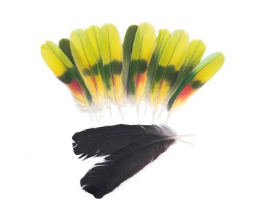 Tüyler siyah kuzgun ve amazon papağan