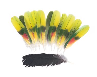 Tüyler siyah kuzgun ve amazon papağan