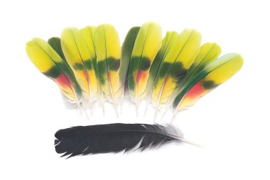 Tüyler siyah kuzgun ve amazon papağan