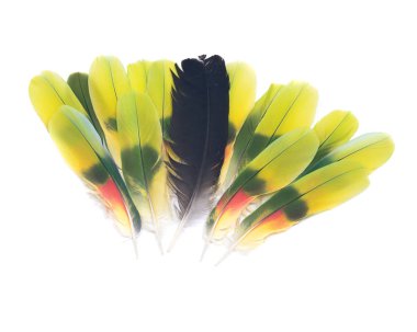 Tüyler siyah kuzgun ve amazon papağan