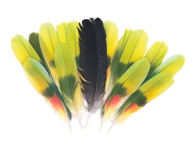 Tüyler siyah kuzgun ve amazon papağan