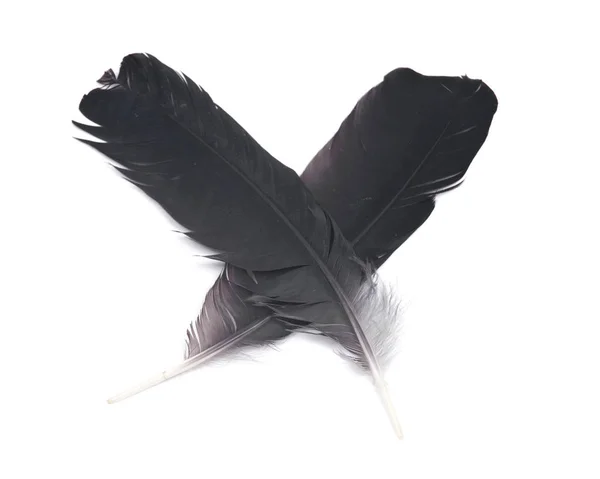 Black raven feather isolated on white background - Stock Image. 