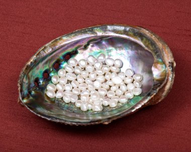 Gökkuşağı abalone kabuk içinde beyaz tatlı su inci