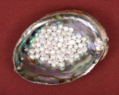 Gökkuşağı abalone kabuk içinde beyaz tatlı su inci