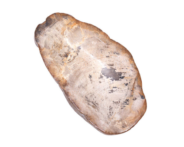 Кусок окаменелого дерева
 