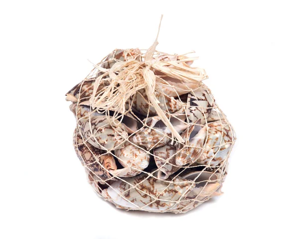 Dekoratív táska-ból denevér Csigavonal tengerre shell — Stock Fotó