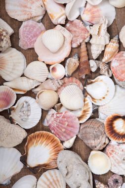 Çeşitli farklı deniz kabukları