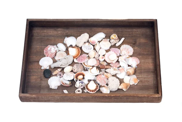 Variedad de diferentes conchas marinas — Foto de Stock