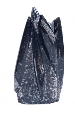 Büyük orthoceras fosil Siyah Mermer heykel