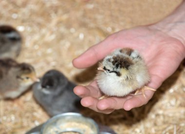 Saf ırk bebek kız başarılı tarama sonra