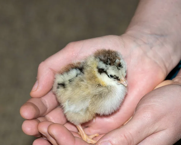 Pure breed baby chick after successful hatching