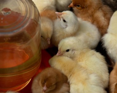 Karışık saf ırk civciv sürüsü