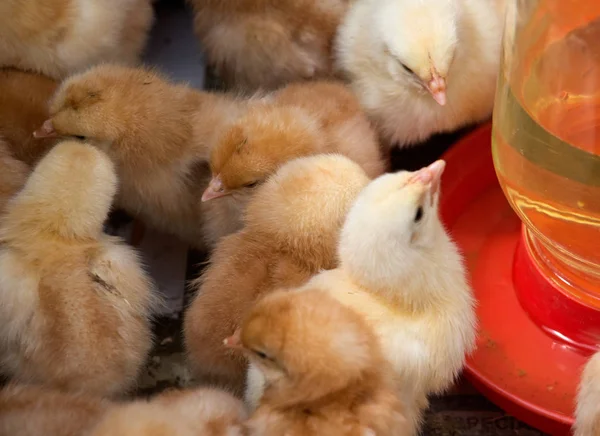 Karışık saf ırk civciv sürüsü