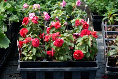 Amish çiftlik konteyner bitkiler büyüdü