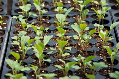 Amish çiftlik konteyner bitkiler büyüdü