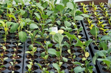 Amish çiftlik konteyner bitkiler büyüdü