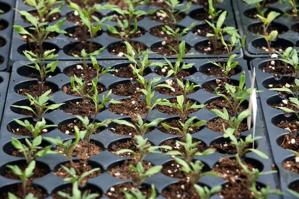 아미 쉬 농장 컨테이너 식물 성장 — 스톡 사진