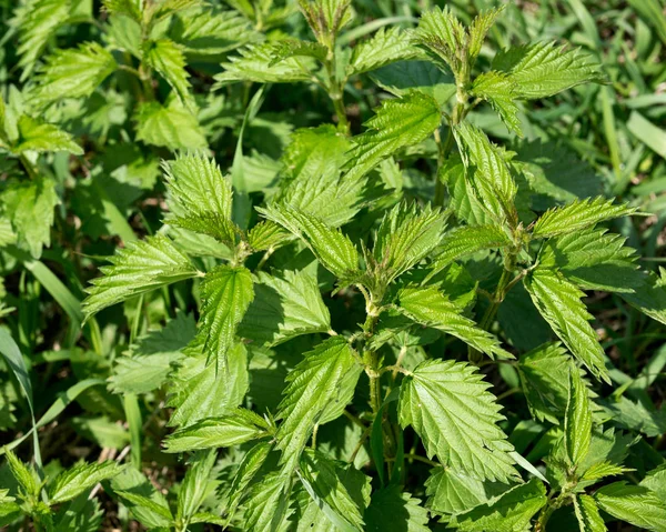 Isırgan otu dioica — Stok fotoğraf