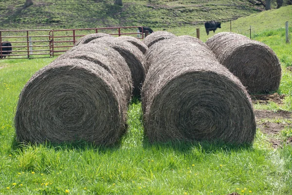 Large round bales of straw — Stock Photo, Image