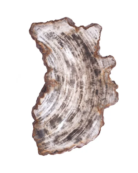 Petrified wood carving — Stock Photo, Image