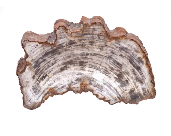 Petrified wood carving — Stock Photo, Image