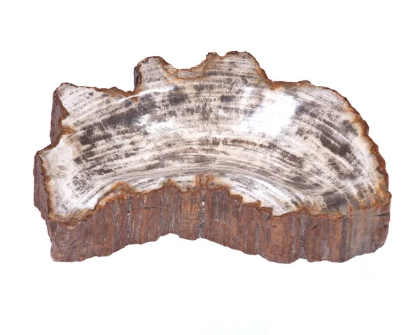 Petrified wood carving — Stock Photo, Image