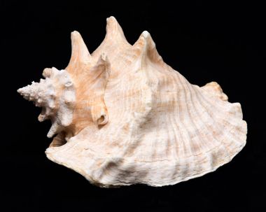 Büyük pembe Kraliçe kabuklu deniz kabuğu