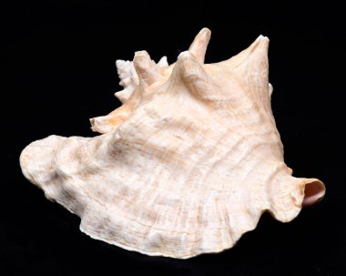 Büyük pembe Kraliçe kabuklu deniz kabuğu