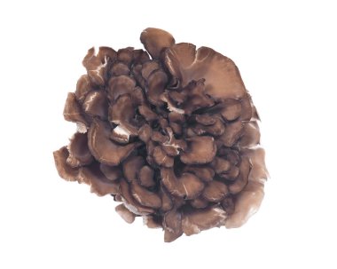 Organik Matsutake bağışıklık artırılması tıbbi mantar