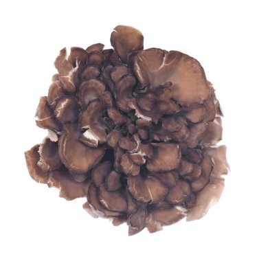 Organik Matsutake bağışıklık artırılması tıbbi mantar