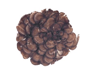 Organik Matsutake bağışıklık artırılması tıbbi mantar