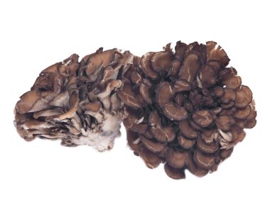 Organik Matsutake bağışıklık artırılması tıbbi mantar